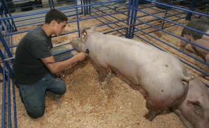 Kings Fair 2011